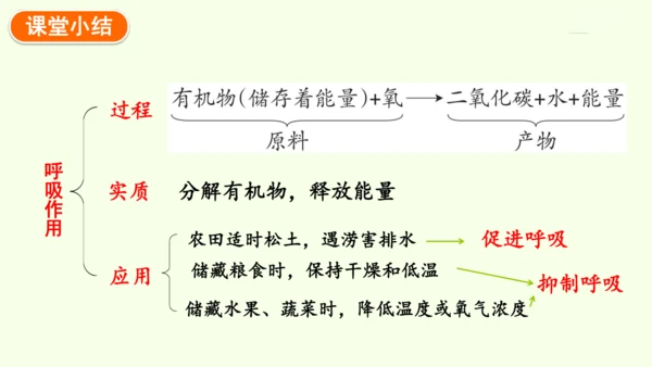 3.2.3呼吸作用-七年级生物下学期同步精品课件（2024人教版）(共24张PPT)