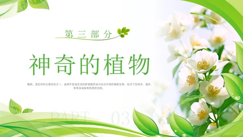 植物介绍简约绿色树叶花卉线条知识科普