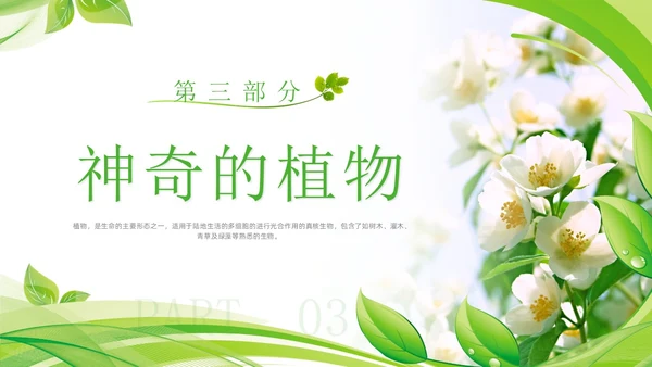 植物介绍简约绿色树叶花卉线条知识科普