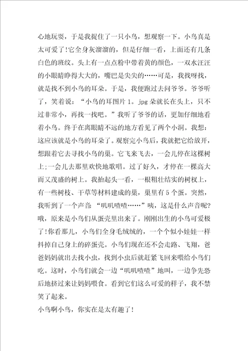 动物观察日记600字作文5篇