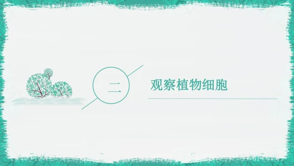 人教版（2024）七年级上册1.2.2 植物细胞 课件(共19张PPT)