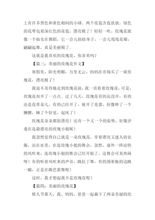 美丽的玫瑰花作文200字.docx