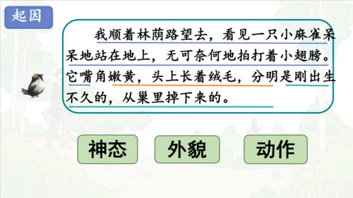 第16课《麻雀》课件