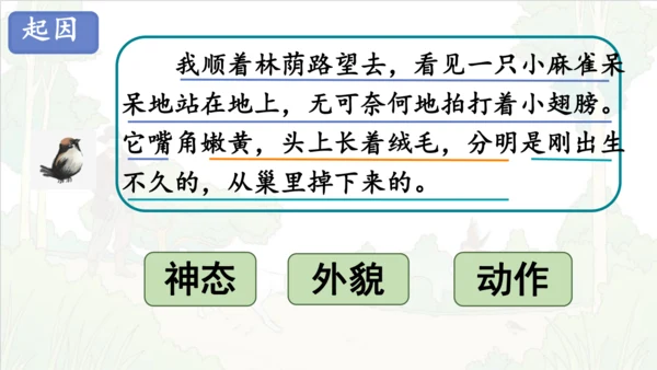 第16课《麻雀》课件