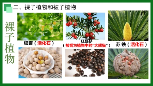 人教版（2024）七年级上册2.1.2 种子植物 课件(共32张PPT)+视频素材