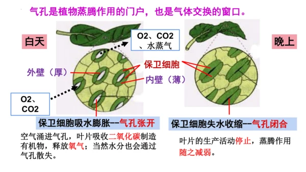 3.3 绿色植物与生物圈的水循环（课件）七年级生物上学期（人教版）(共25张PPT)