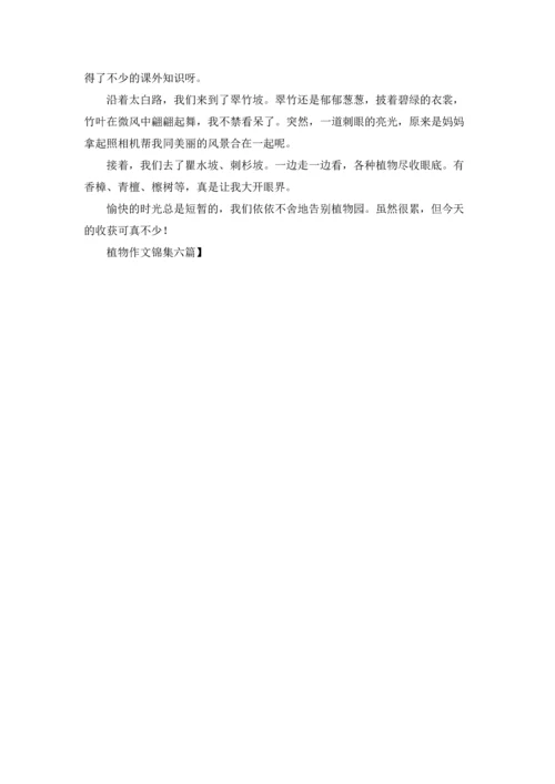 植物作文锦集六篇.docx