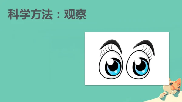 人教版（2024）七年级上册1.1.1 观察周边环境中的生物 课件(共20张PPT)