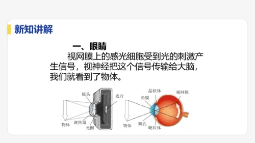 5.4  眼睛与眼镜  课件
