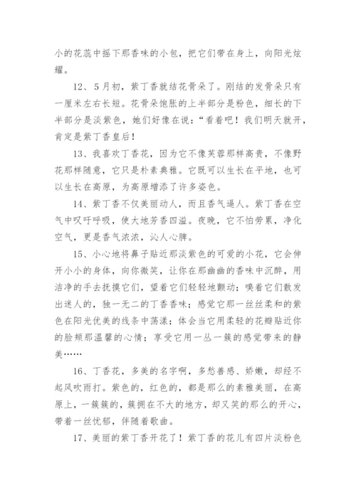 描写丁香花好句.docx