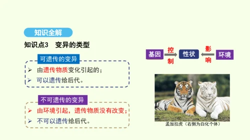 7.2.5生物的变异课件-人教版生物八年级下册(共28张PPT)