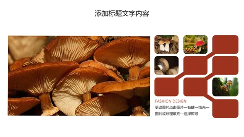 蘑菇菌类养生文化宣传动态PPT模板