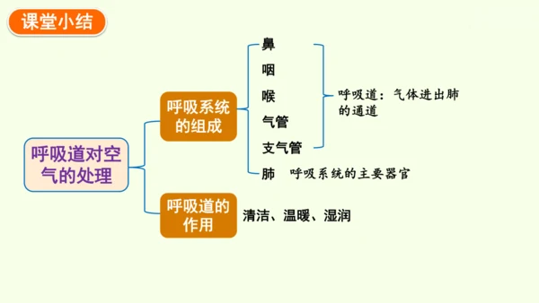 4.3.1 呼吸道对空气的处理-七年级生物下学期同步精品课件（2024人教版）(共26张PPT)