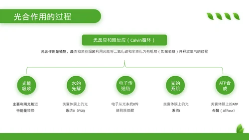 绿色清新风植物的光合作用PPT模板