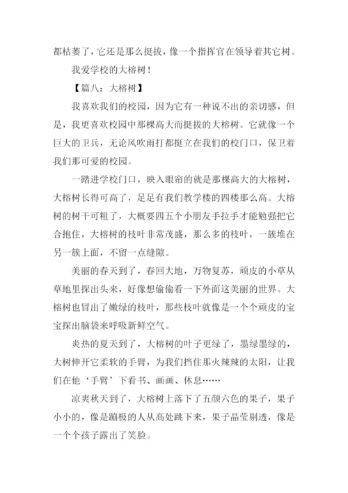 描写大榕树的作文.docx