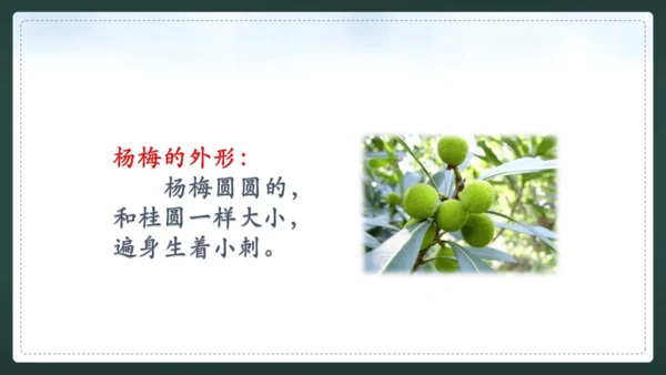 统编版语文三年级上册 第五单元  习作例文 我爱故乡的杨梅 课件