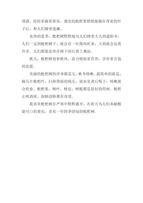 枇杷树作文600字.docx