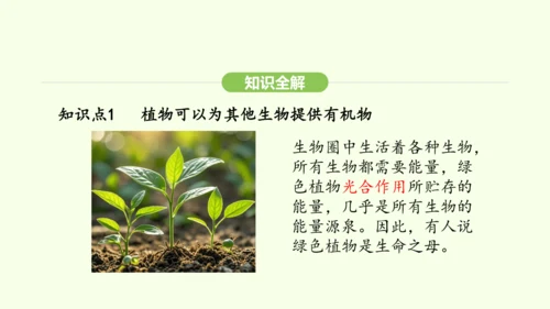 第三单元-第二章-第四节-植物在自然界中的作用课件-2024-2025学年七年级生物下学期人教版(2