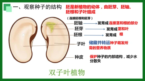 人教版（2024）七年级上册2.1.2 种子植物 课件(共32张PPT)+视频素材