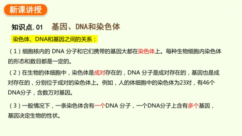 7.2.2基因在亲子代间的传递-八年级生物人教版下学期同步精品课件(共24张PPT)