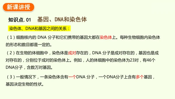 7.2.2基因在亲子代间的传递-八年级生物人教版下学期同步精品课件(共24张PPT)