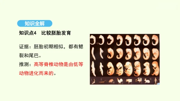 7.3.2生物进化的历程课件-人教版生物八年级下册(共23张PPT)