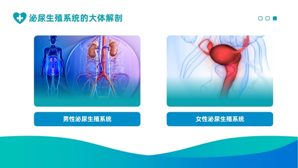 渐变绿色泌尿外科护理工作医疗健康通用PPT