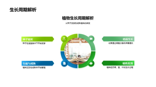 植物生长探秘之旅