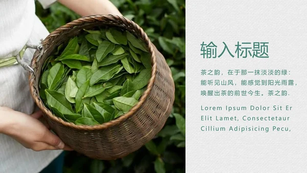 绿茶中国风茶道茶文化绿茶茶味通用PPT模板