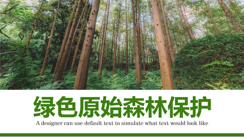 原始森林湿地植树造林森林环保PPT模板