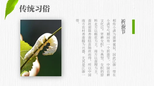 小满——禾苗青苗稻谷嫩芽通用PPT模板