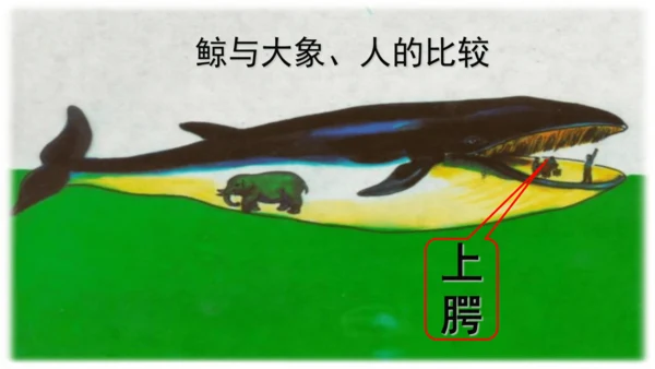 统编版语文五年级上册第五单元 习作例文《鲸》《风向袋的制作》 课件