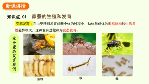 7.1.2昆虫的生殖和发育-八年级生物人教版下学期同步精品课件(共29张PPT)