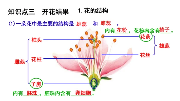 人教版七年级生物上册第三单元第一与二章复习课件(共21张PPT)