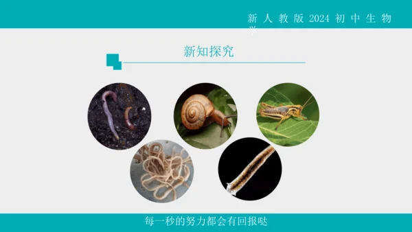 人教版生物七年级上册2.2.1《无脊椎动物》教学课件(共40张PPT)+视频素材