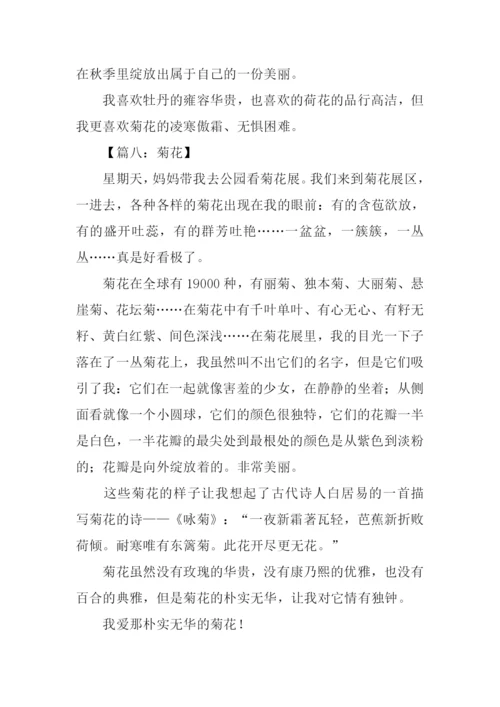 写菊花的作文400字.docx