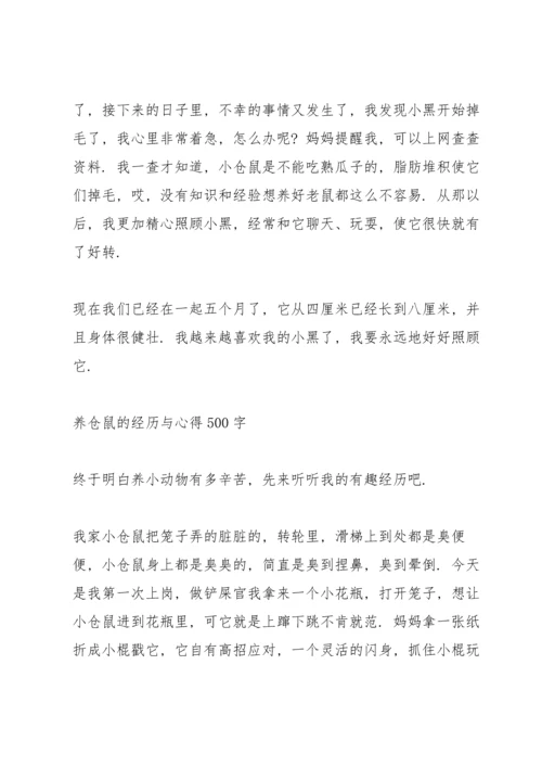 养仓鼠的经历与心得500字.docx