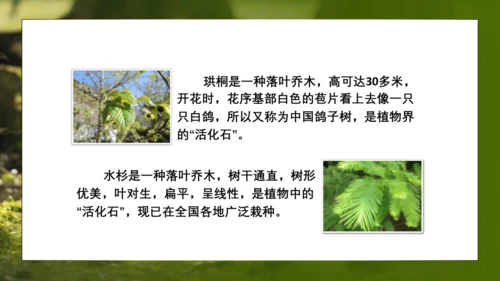人教版生物八年级上册6.3《保护生物的多样性》课件(共27张PPT)