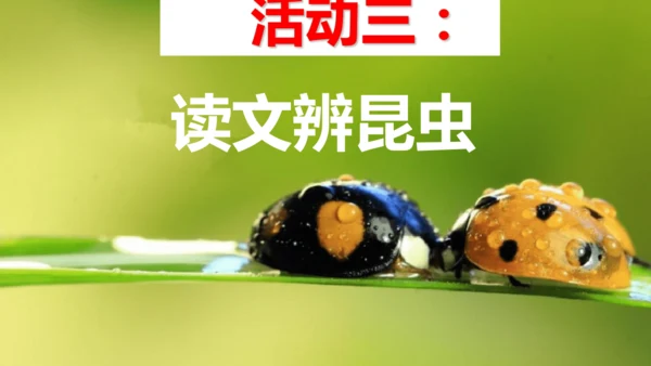 八年级上册语文第五单元 名著导读 《昆虫记》 课件