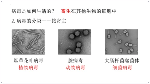 5.5第五章 病毒【2024秋人教八上生物精彩课堂（课件内嵌视频）】(共28张PPT)