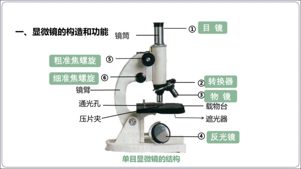 1.1&1.2 认识生物和细胞（复习课件）【2024人教新版七上生物高效完全备课】(共44张PPT)