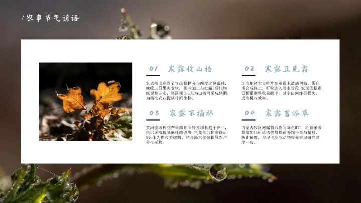 瓷青色简约风寒露节气PPT模版