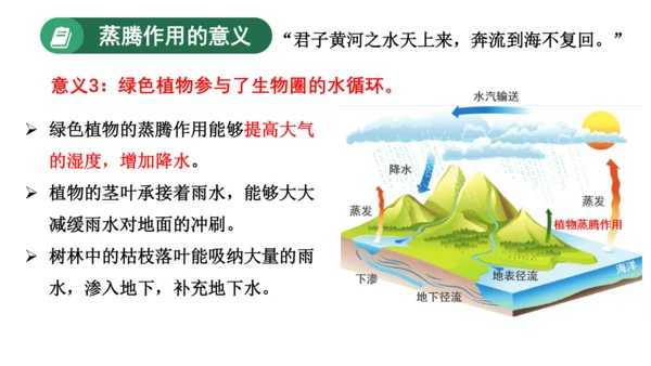 3.3 绿色植物与生物圈的水循环（课件）七年级生物上学期（人教版）(共25张PPT)
