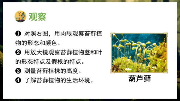 3.1.1 藻类、苔藓和蕨类植物 课件 人教版生物七年级上册(共27张PPT)