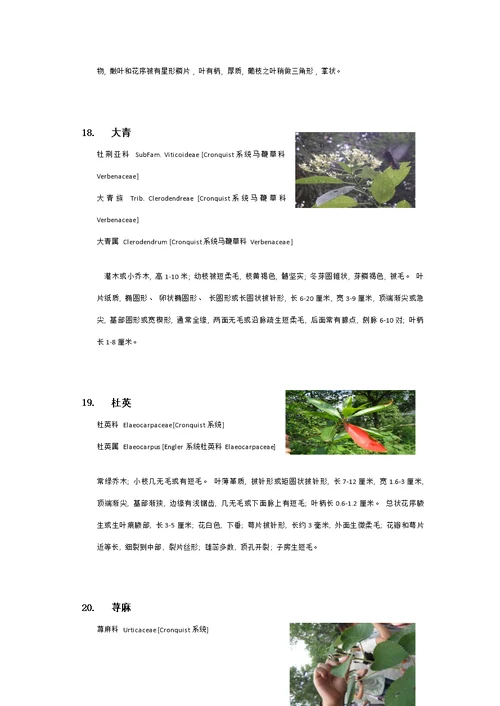 衡山植物园实习植物汇总模板