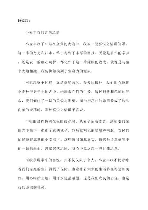 收小麦丰收的感想