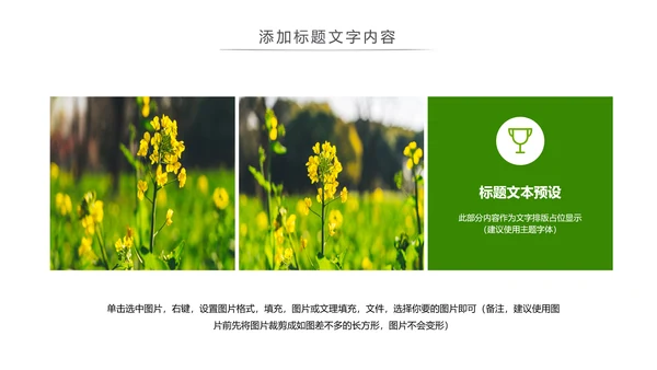 春天乡村旅游油菜花风景油菜花田PPT模板