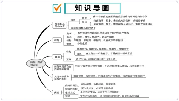 【人教八上生物期中复习考点梳理+临考押题】第四、五章 细菌、真菌和病毒（串讲课件）(共30张PPT)