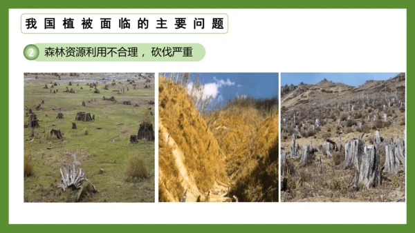 3.6 爱护植被，绿化祖国2023-2024学年七年级生物上册精品课件（人教版）(共21张PPT)