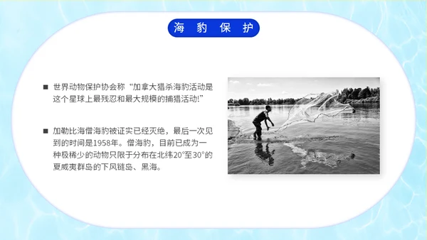 国际海豹日海狮海象通用PPT模板